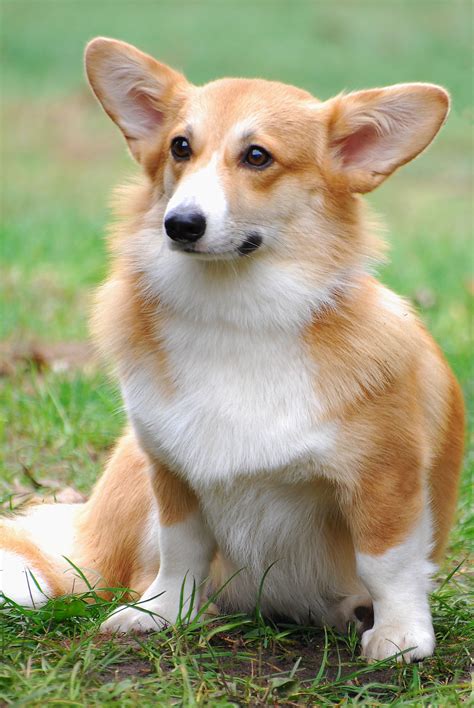 Welsh Corgi Breed .